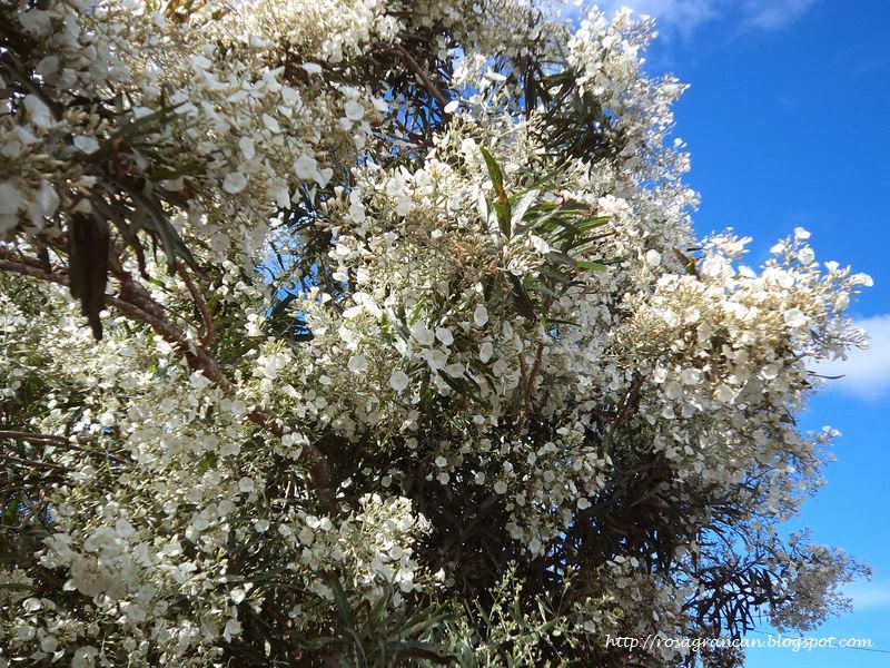 Guaydil - Convolvulus Floridus - La Casa Del Vino Tenerife