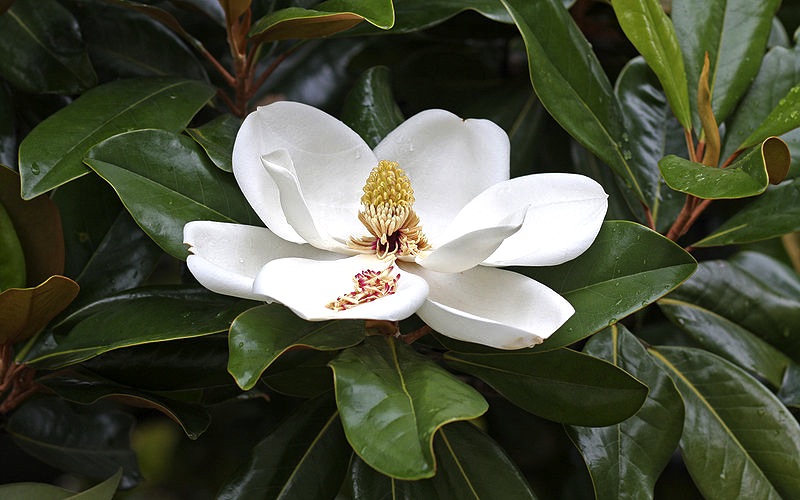 Magnolio - Magnolio Grandiflora - La Casa del Vino Tenerife